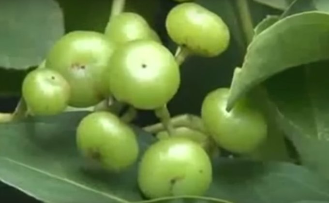 Du Lịch Cần Thơ