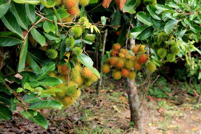 Du Lịch Cần Thơ